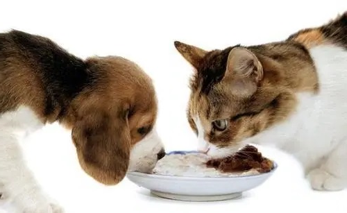 猫狗