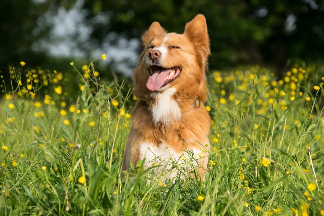 狗狗