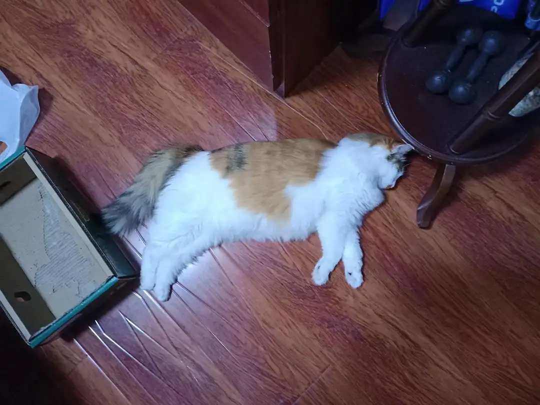 华兴宠物