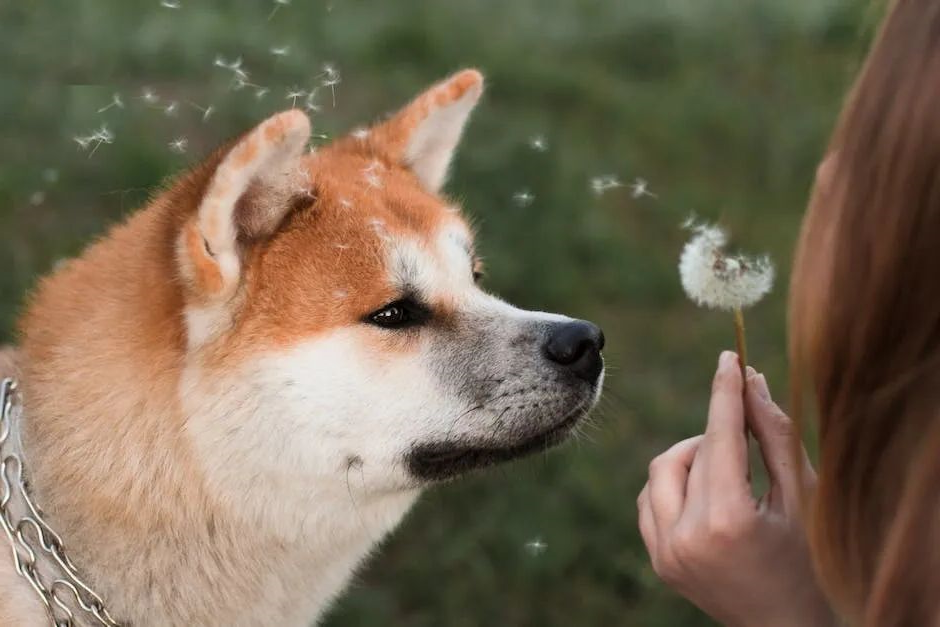 华兴宠物