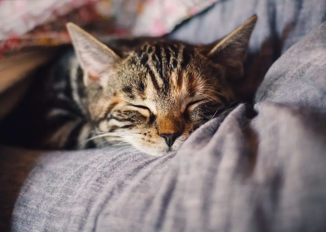 猫咪