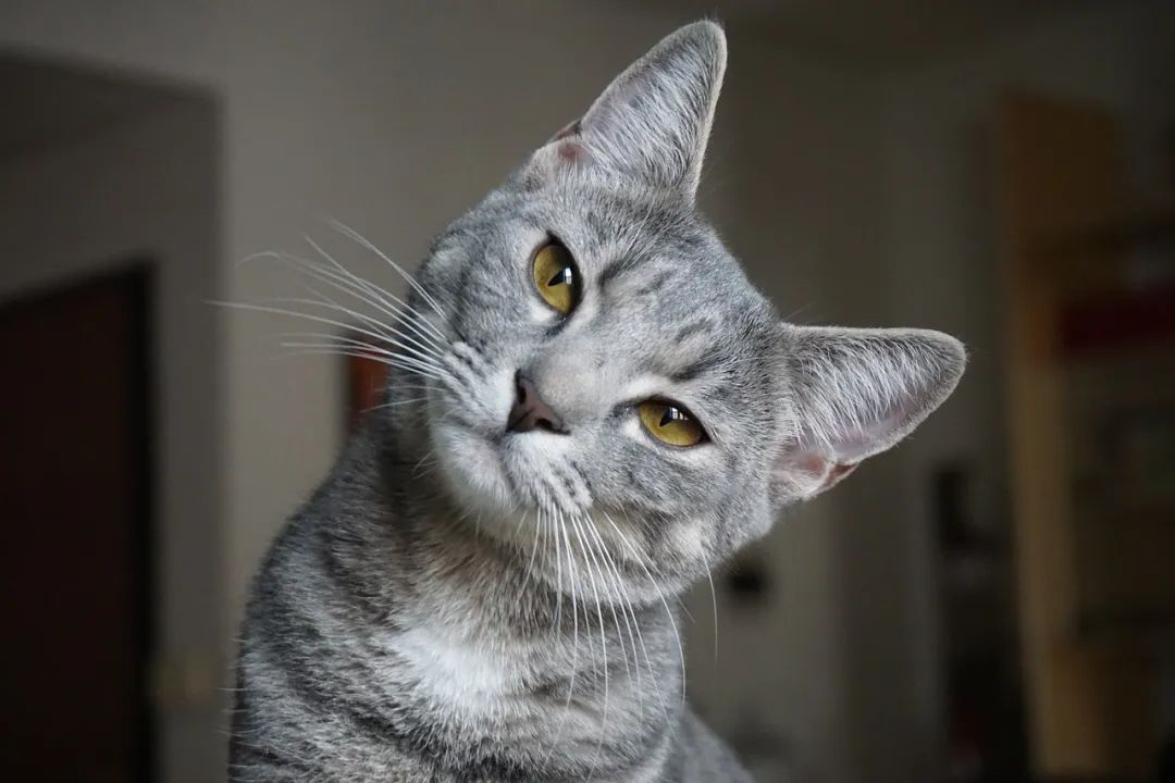 华兴宠物