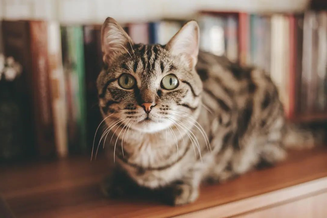 猫咪