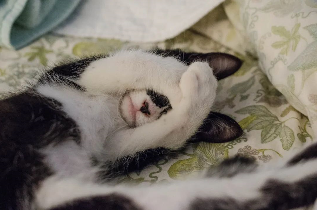 猫咪