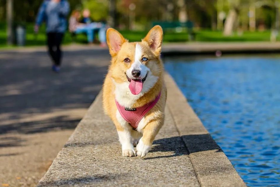 狗狗