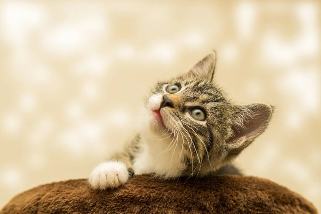 猫咪