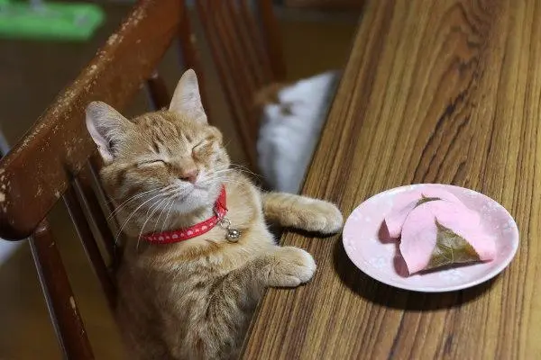 华兴宠物