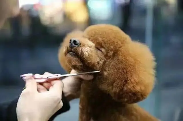 华兴宠物