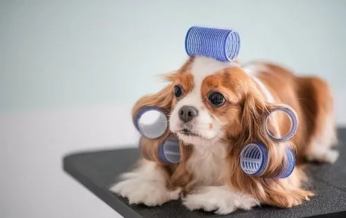 华兴宠物