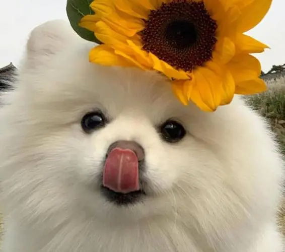 华兴宠物