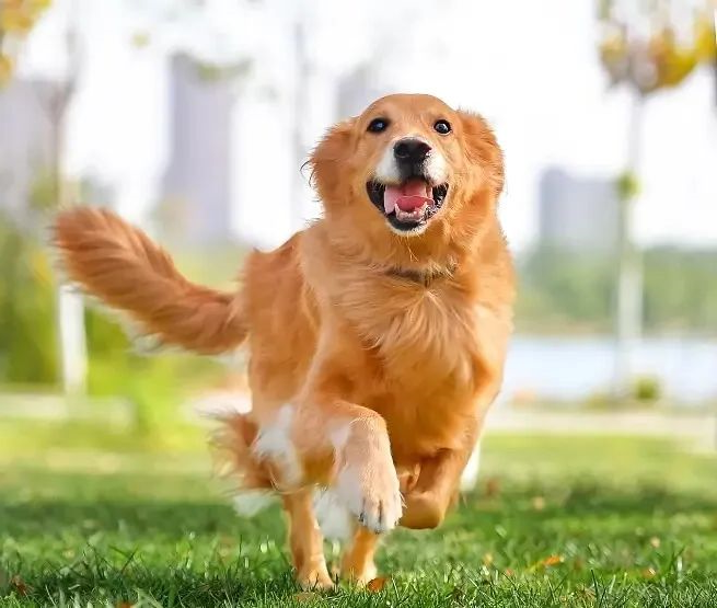 狗狗