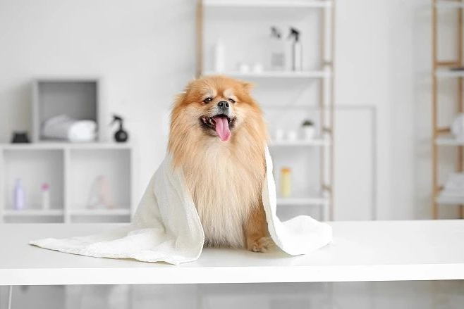 狗狗