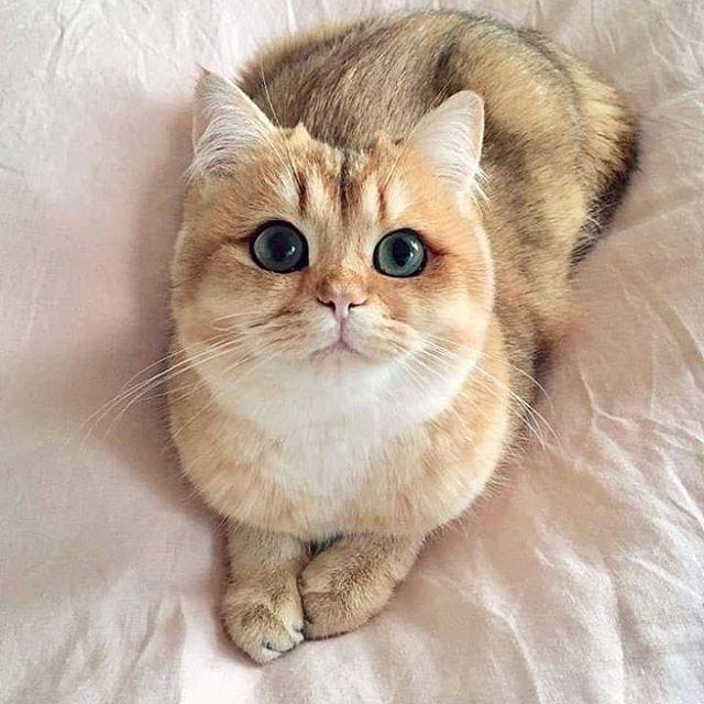 华兴宠物