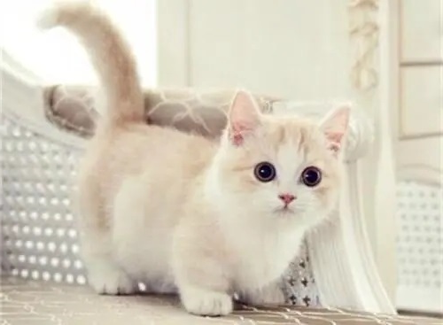 猫咪