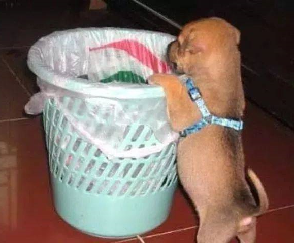 华兴宠物