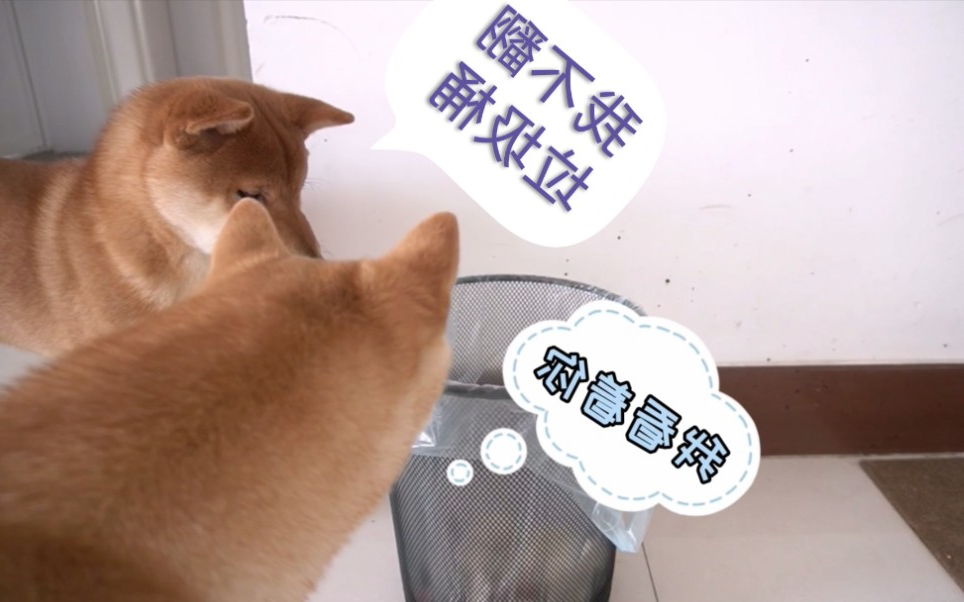 华兴宠物