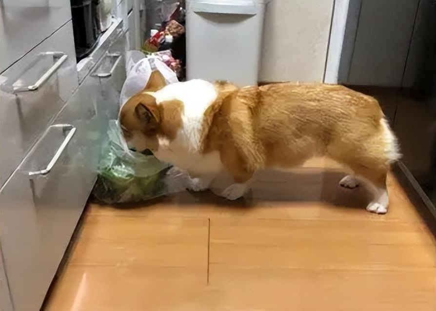 华兴宠物