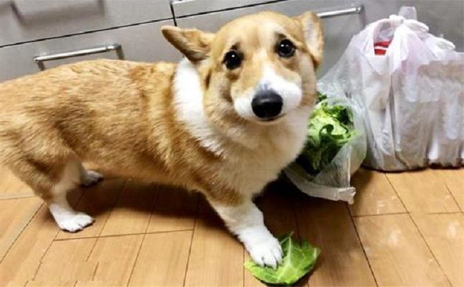 猫咪