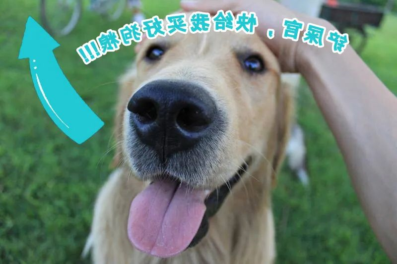 华兴宠物