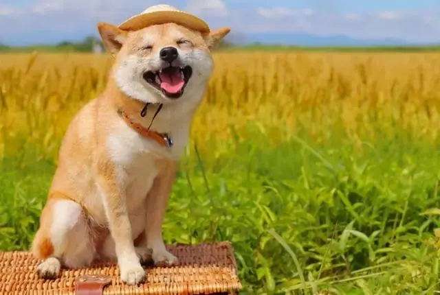 华兴宠物