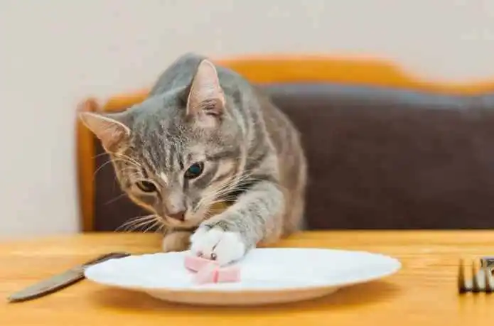 华兴宠物