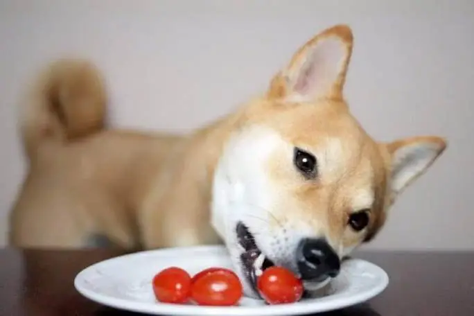 华兴宠物