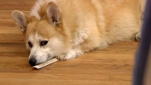 华兴宠物