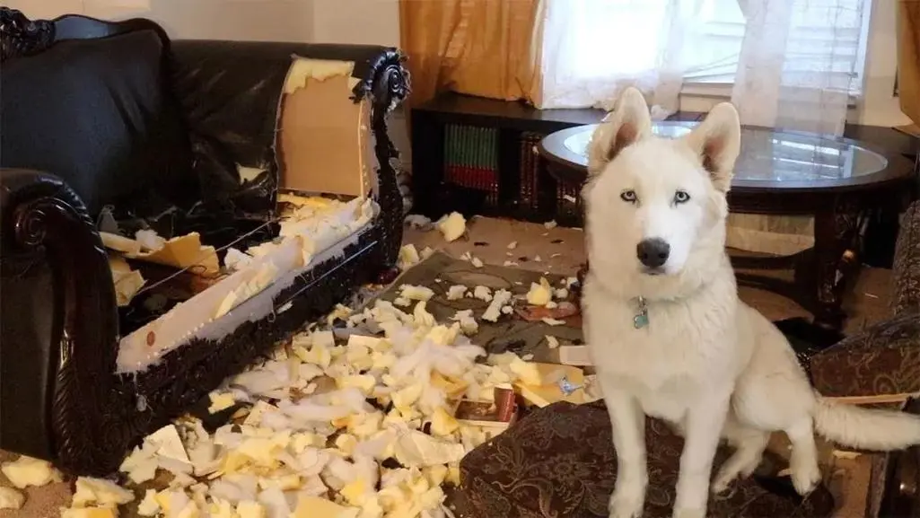 华兴宠物
