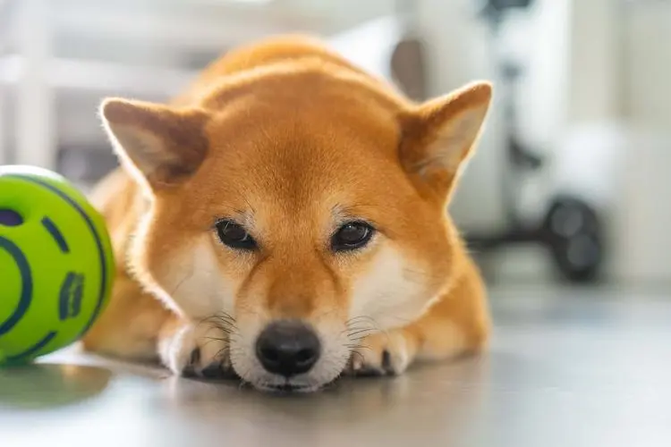 华兴宠物