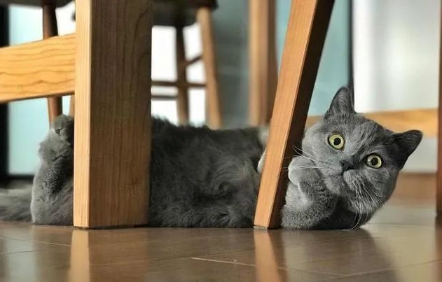 猫咪