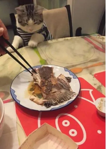 华兴宠物