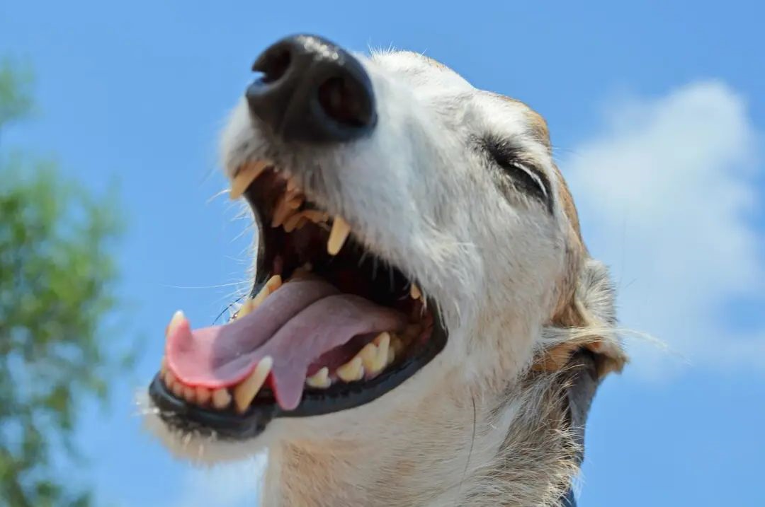 狗狗