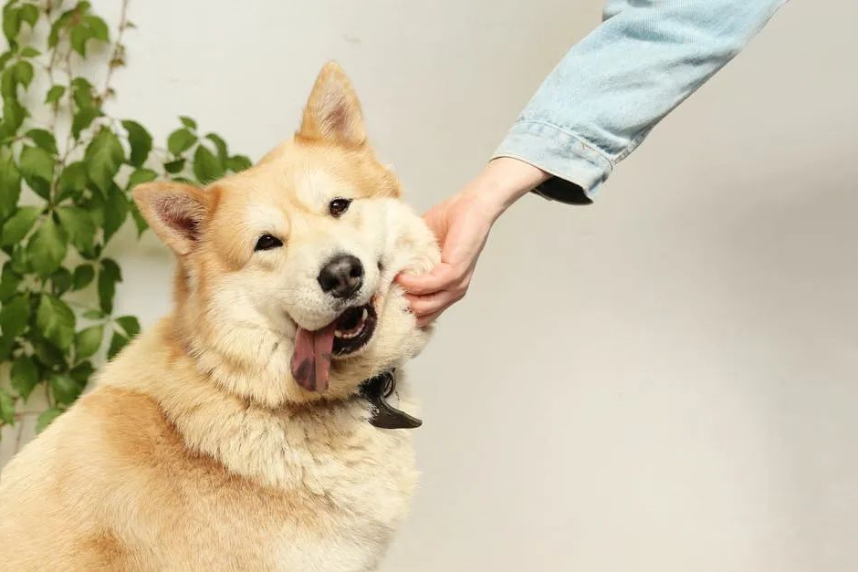 华兴宠物