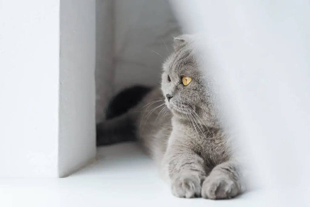 猫咪