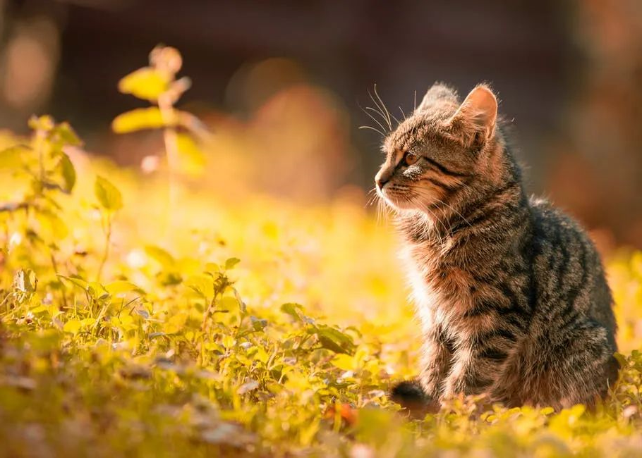 猫咪