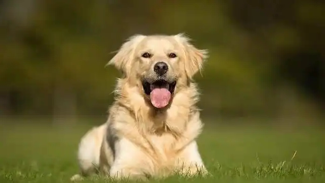 华兴宠物