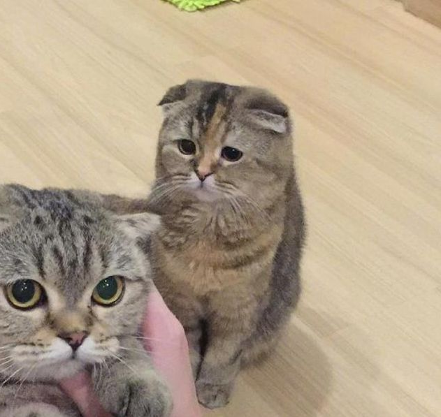 华兴宠物