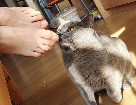 华兴宠物