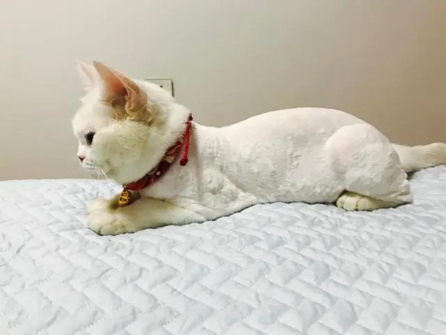 华兴宠物